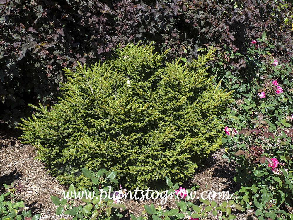 Shadows Broom Oriental Spruce (Picea orientalis)